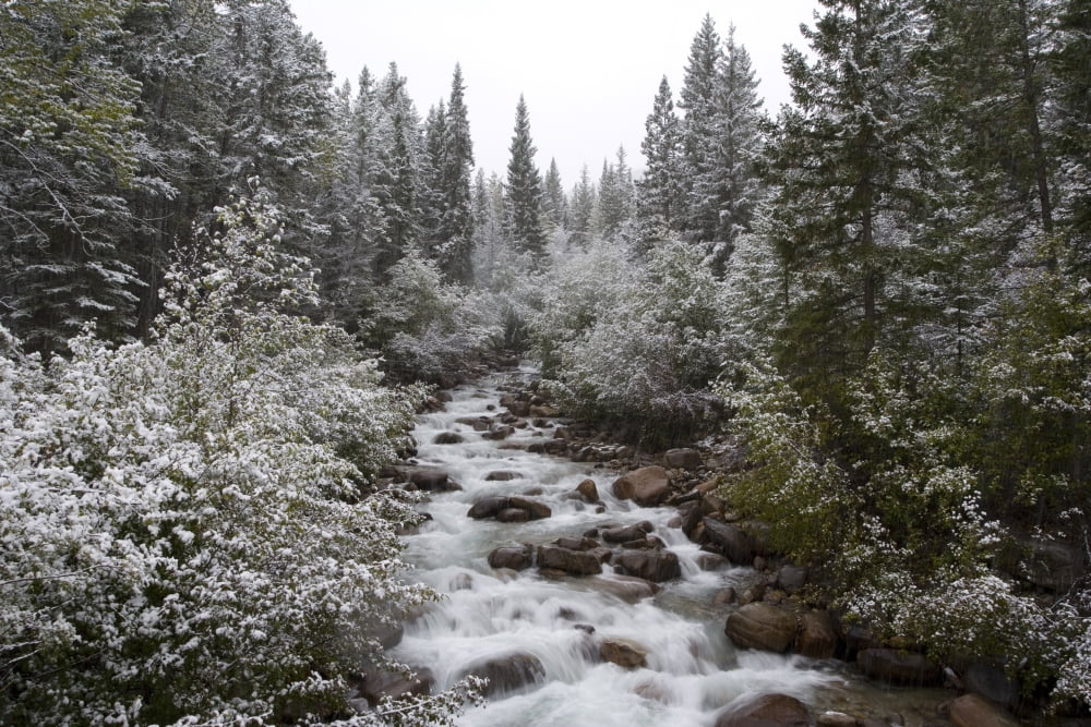Snowy Foliage Along Stream In Autumn Banff Alberta Canada Canvas Art - Peter Van Rhijn Design Pics (34 x 22)