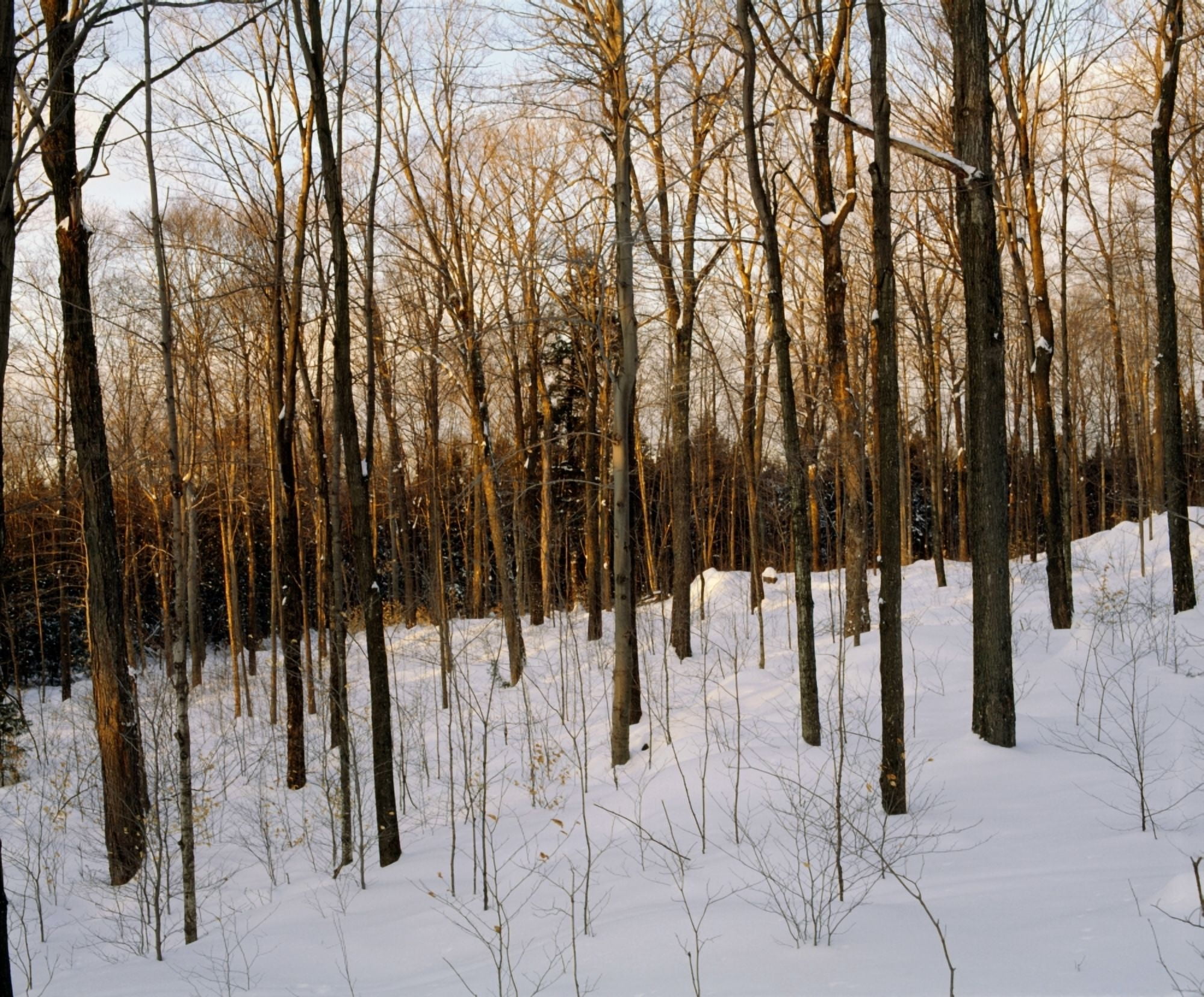 Snowy Forest Canvas Art - David Chapman Design Pics (32 x 26)