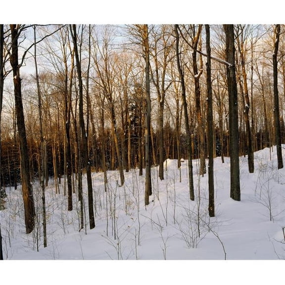 Snowy Forest Poster Print by David Chapman - 16 x 13