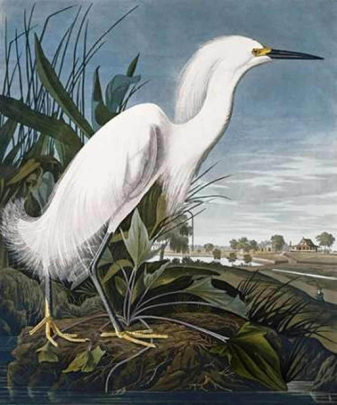 Snowy Heron Canvas Art - John James Audubon (20 x 24)