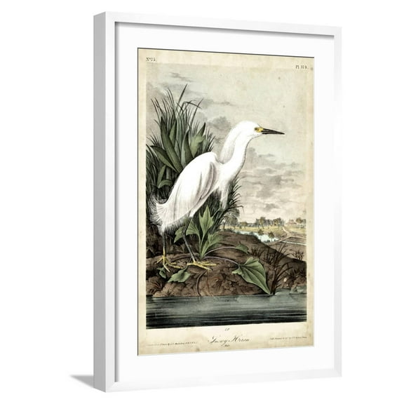 Art.com Snowy Heron Art Print by John James Audubon, White Frame Wall Art, 21" x 29"