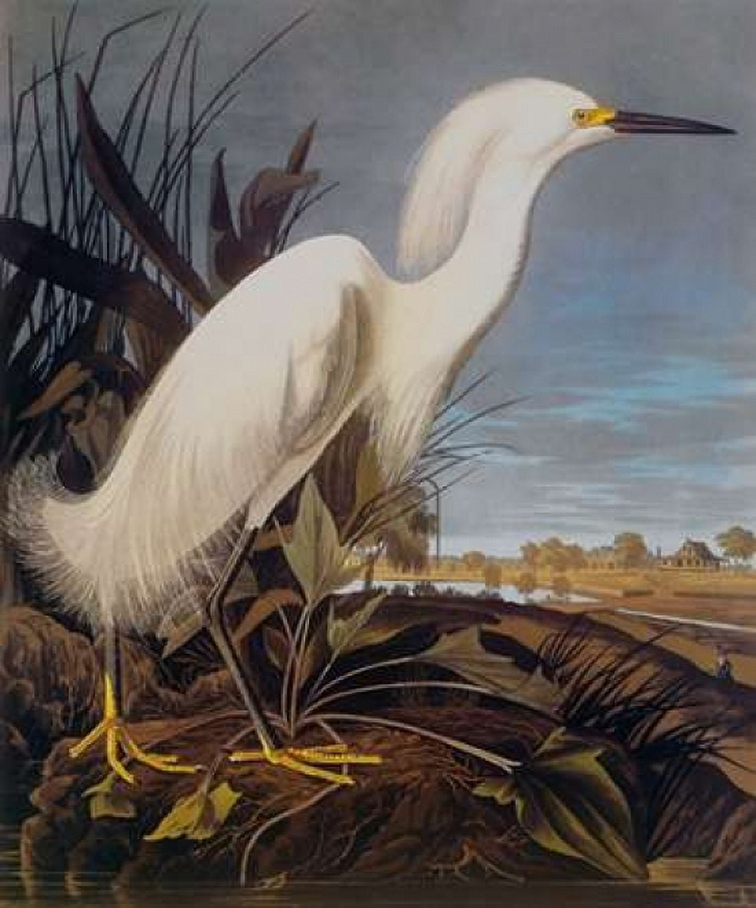 Snowy Heron Or White Egret Canvas Art - John James Audubon (20 x 24)