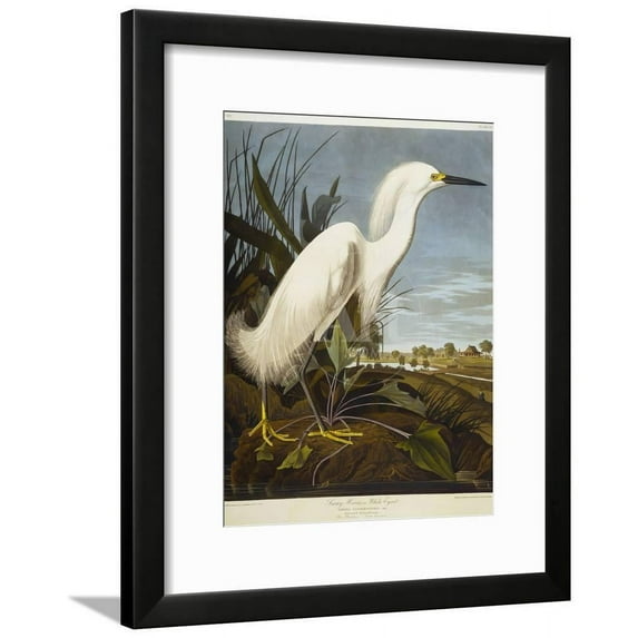 Snowy Heron or White Egret Snowy Egret, Animals Framed Art Print Wall Art by John James Audubon Sold by Art.Com