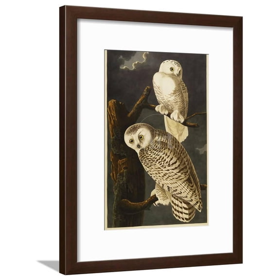 Snowy Owl, Animals Framed Art Print Wall Art by John James Audubon Sold by Art.Com