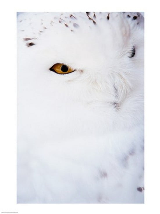 Snowy Owl Canvas Art - (18 x 24)