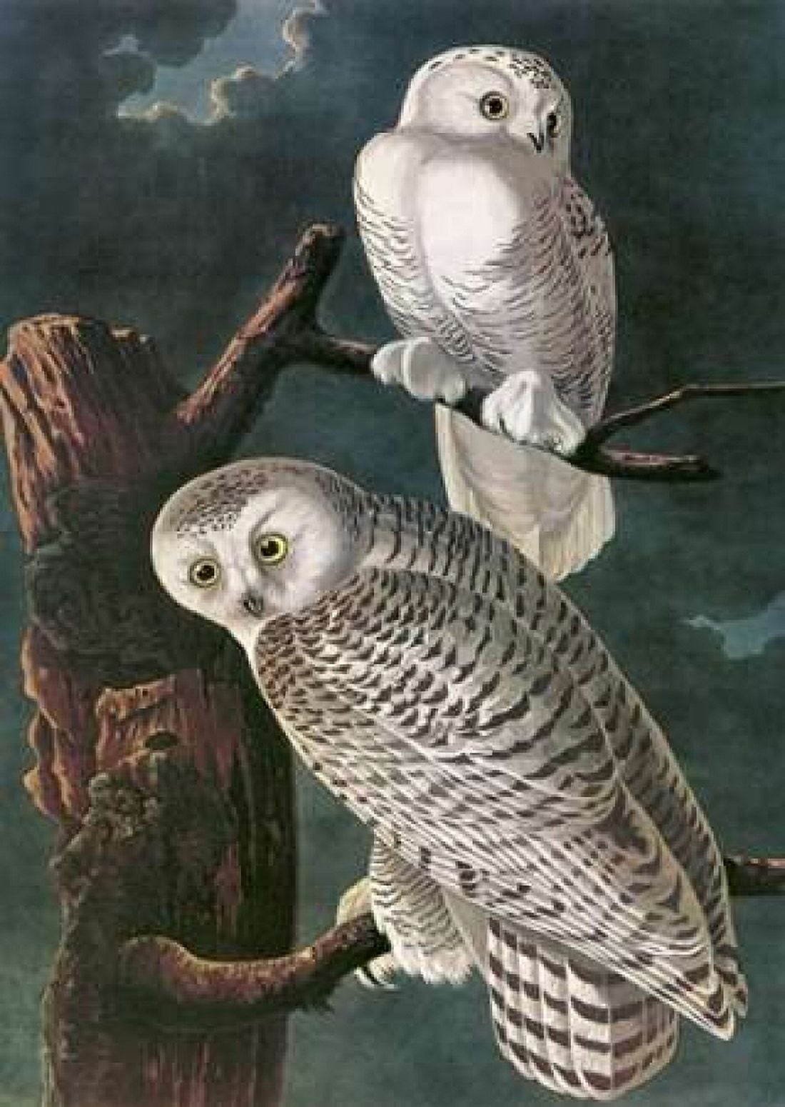 Snowy Owl Canvas Art - John James Audubon (20 x 28)