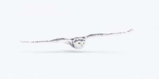 Snowy Owl Canvas Art - Kim Abel (10 x 20)