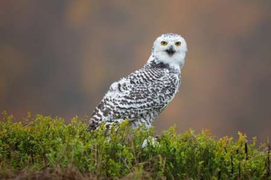 Snowy Owl Canvas Art - Milan Zygmunt (24 x 36)