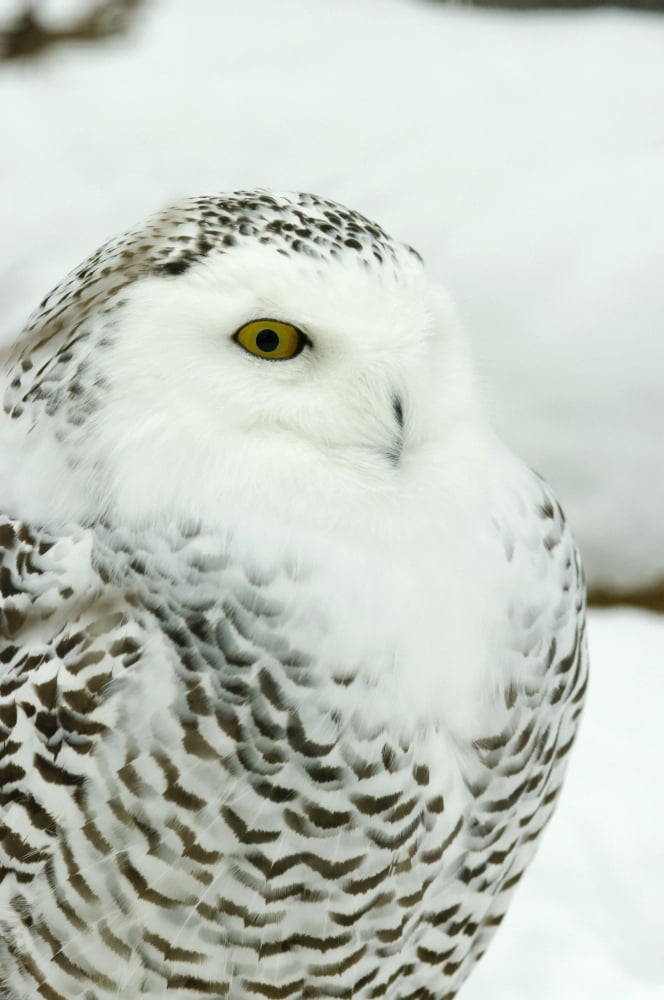 Snowy Owl In Ecomuseum Zoo Ste-Anne-De-Bellevue Quebec Canada Canvas Art - Steeve Marcoux Design Pics (11 x 17)