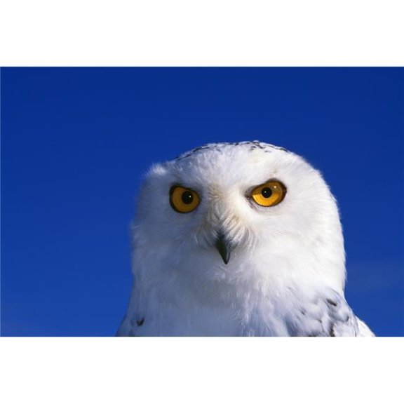 Snowy Owl Looking At Camera Stern Expression Poster Print by Natural Selection William Banaszewski - 18 x 12