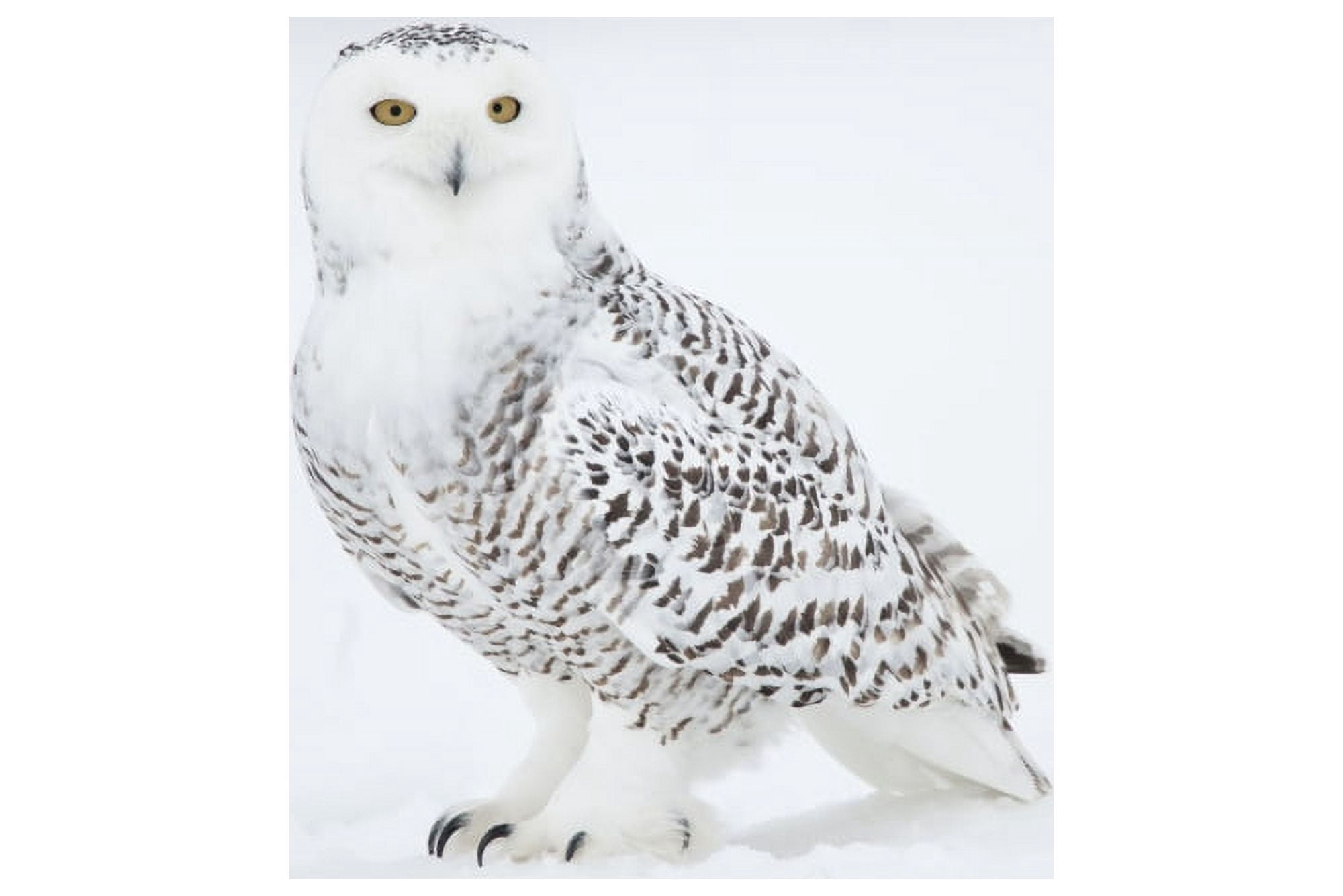 Snowy Owl On Snow Saint-Barthelemy Quebec Canada Winter Canvas Art - Bruce Lichtenberger Design Pics (19 x 12)