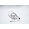 thumbnail image 1 of Snowy Owl On Snow  Saint-Barthelemy  Quebec  Canada  Winter Poster Print, 1 of 2