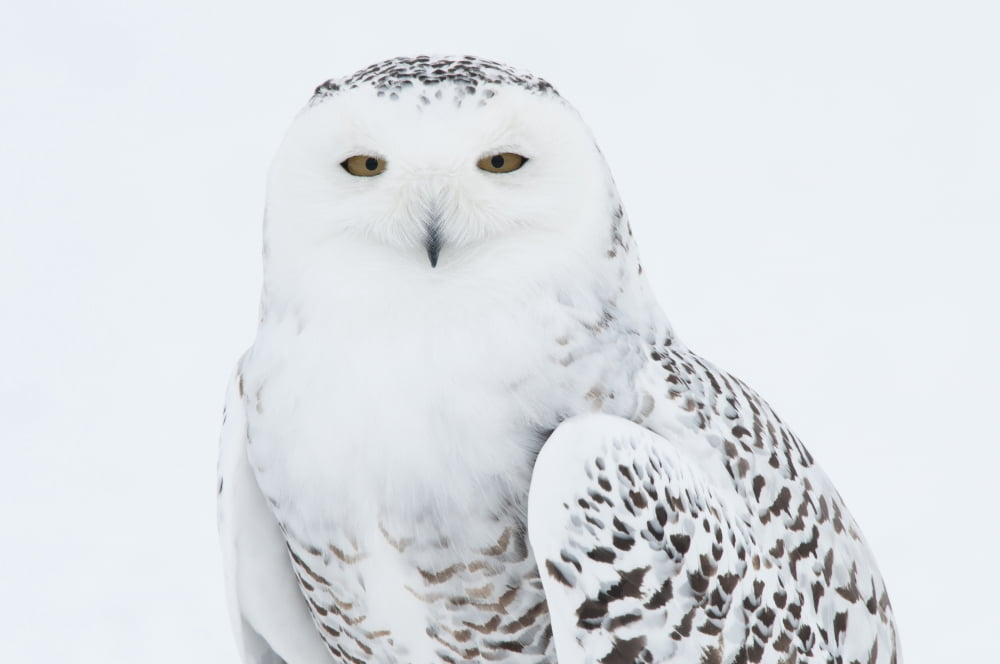 Snowy Owl Standing On Snow Saint-Barthelemy Quebec Canada Winter Canvas Art - Bruce Lichtenberger Design Pics (38 x 24)