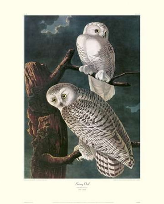 Snowy Owl (decorative border) Canvas Art - John James Audubon (24 x 30)