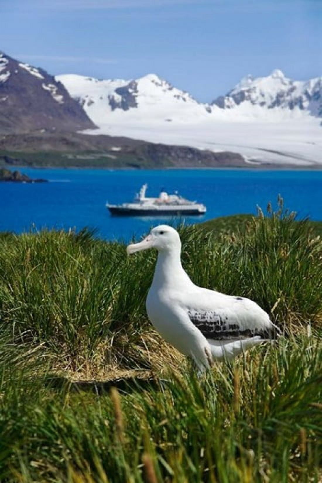 Snowy Wandering Abatross bird Prion Island South Georgia Canvas Art - Keren Su DanitaDelimont (23 x 35)