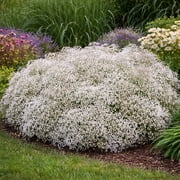 Snowy White Babys Breath Gypsophila Flower - 6 Bulbs - Attracts Butterflies, Bees & Hummingbirds-Spring Garden Perennial