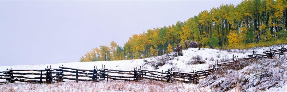 Snowy fence and aspens near Ridgeway Colorado Canvas Art - Panoramic Images (36 x 12)