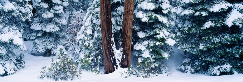 Snowy forest in the Sierra Nevada California Canvas Art - Panoramic Images (36 x 12)