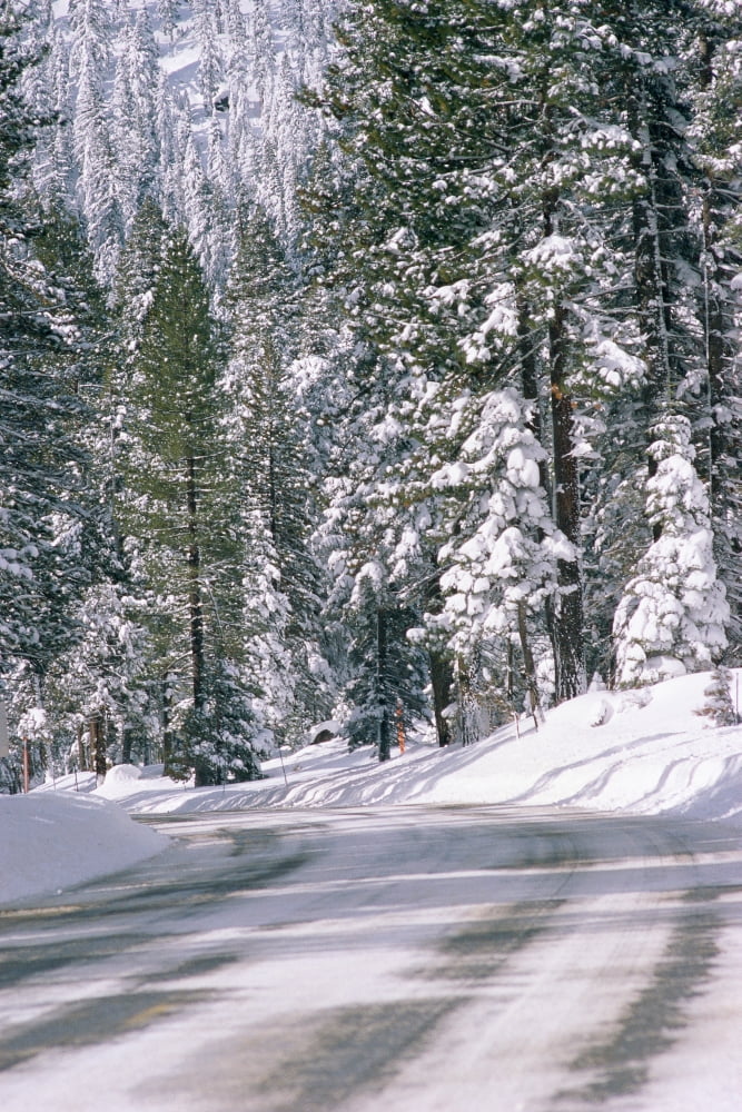 Snowy mountain road with tall trees Canvas Art - Panoramic Images (24 x 36)