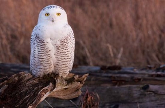Snowy owl British Columbia Canada Canvas Art - Art Wolfe DanitaDelimont (27 x 18)