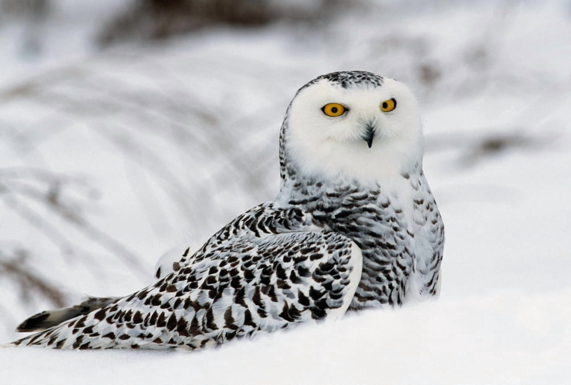 Snowy owl in snow Michigan USA Canvas Art - Panoramic Images (24 x 18)
