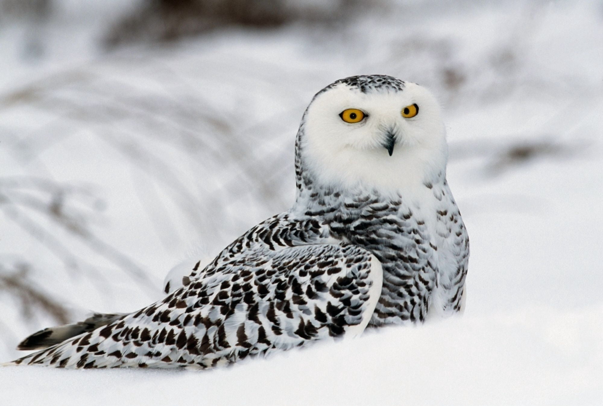 Snowy owl in snow Michigan USA Canvas Art - Panoramic Images (36 x 24)
