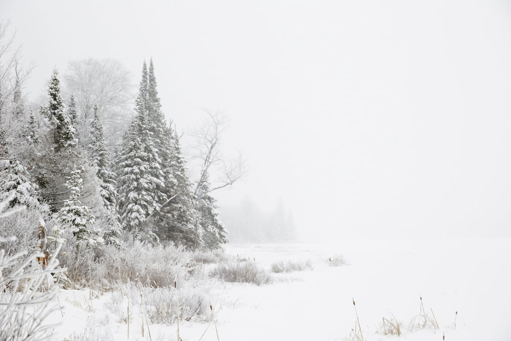 Snowy winter scene in the Algonquin Provincial Park Ontario Canada Canvas Art - Geoff George Design Pics (19 x 12)