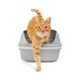 thumbnail image 1 of So Phresh Grey & White Lift-to-Sift Cat Litter Pan Large 19.7" L, 1 of 9