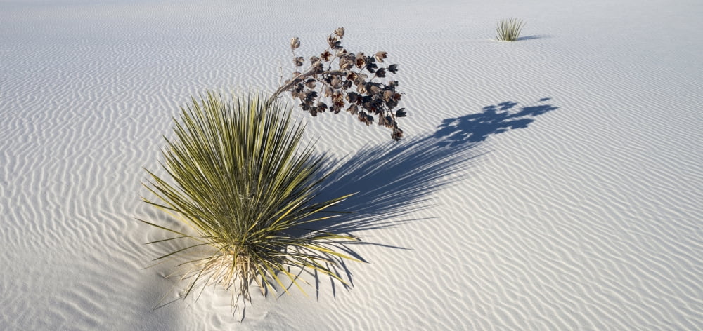 Soaptree Yucca (Yucca elata) at sand dune White Sands National Monument New Mexico USA Canvas Art - Panoramic Images (26 x 12)
