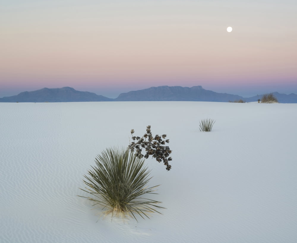 Soaptree Yucca (Yucca elata) in dawn light at sand dune with setting moon above the San Andres Mountains White Sands National Monument New Mexico USA Canvas Art - Panoramic Images (27 x 22)