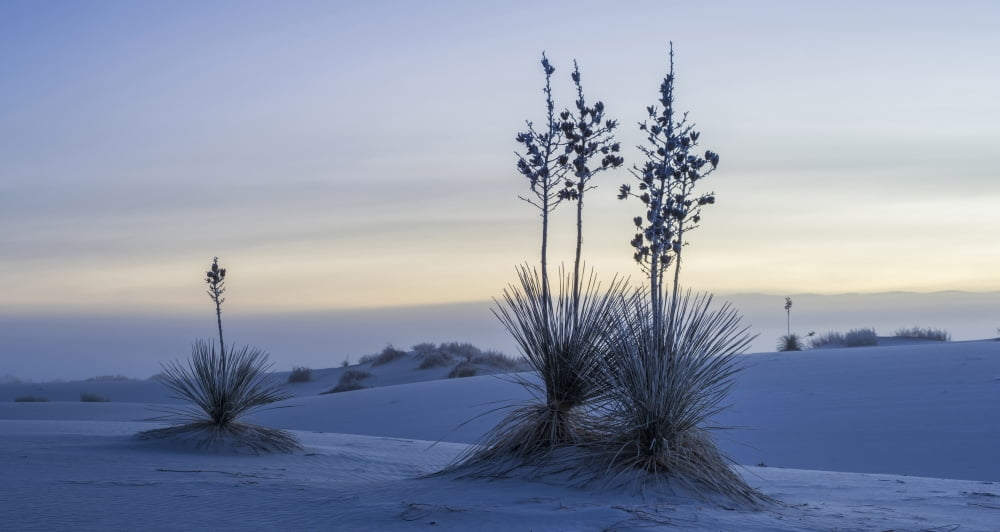 Soaptree Yucca (Yucca elata) on frosty winter morning White Sands National Monument New Mexico USA Canvas Art - Panoramic Images (36 x 12)