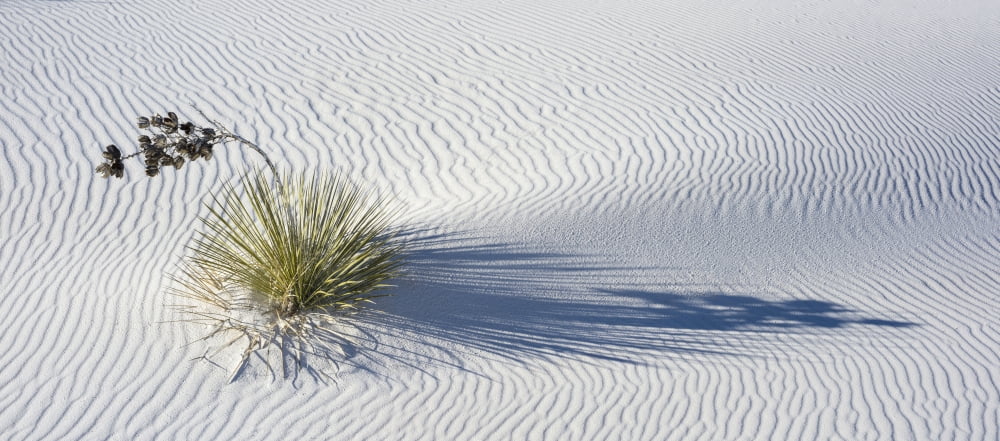 Soaptree Yucca (Yucca elata) on wind-rippled dunes White Sands National Monument New Mexico USA Canvas Art - Panoramic Images (36 x 12)
