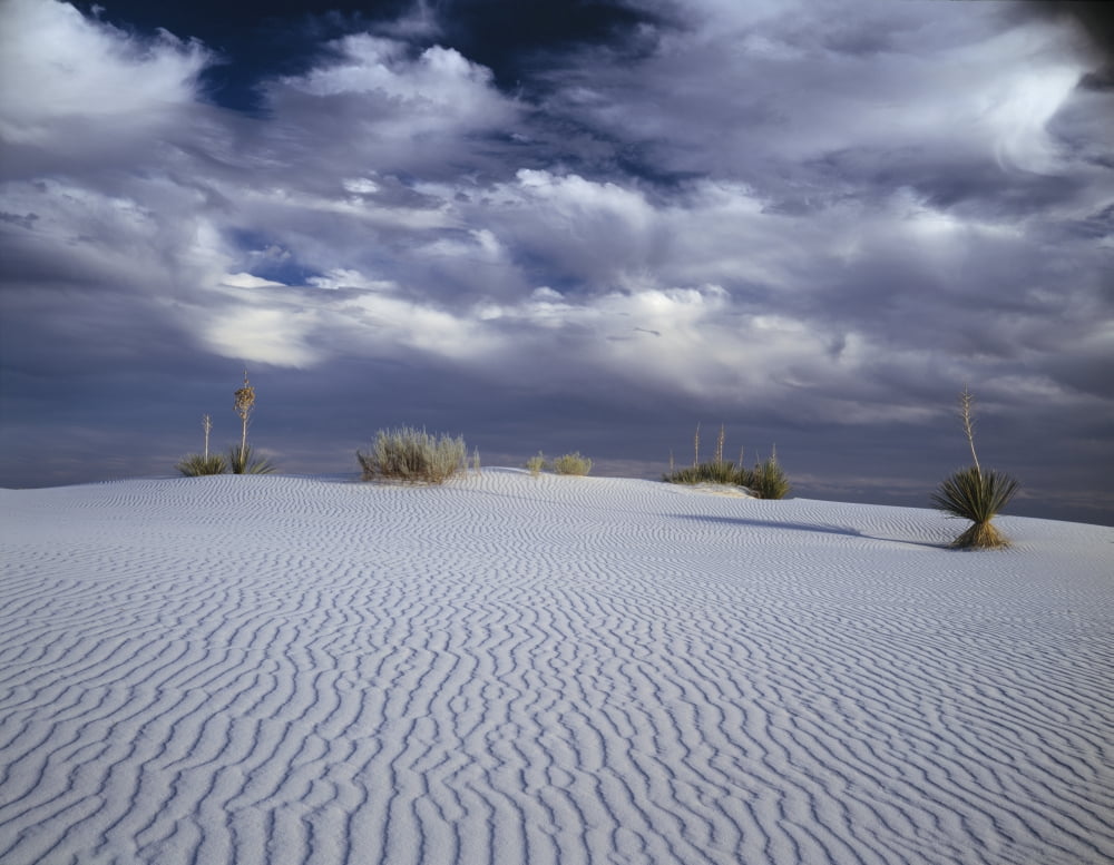 Soaptree yucca growing on a sand dune in White Sands National Monument New Mexico Canvas Art - Panoramic Images (27 x 9)