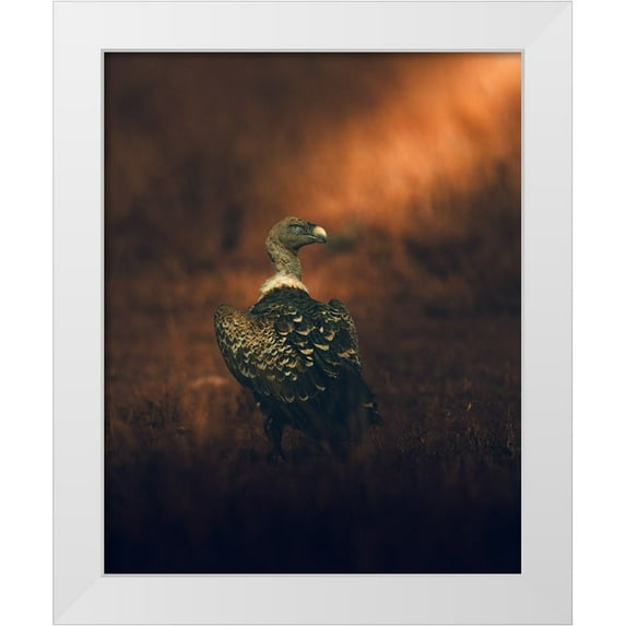 Sobhi, Ahmed 26x32 White Modern Wood Framed Museum Art Print Titled - Stay Tuned