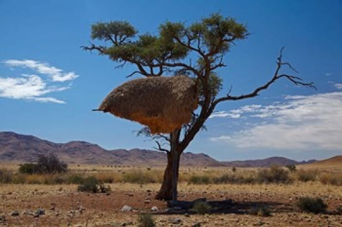 Sociable weavers nest Namib Desert Southern Namibia Canvas Art - David Wall DanitaDelimont (38 x 25)
