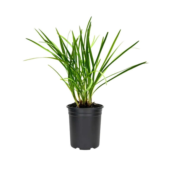 Society Garlic | 1 Large Gallon Size Plant | Tulbaghia Violacea | Drought Tolerant, Fragrant Blooms, Ornamental Perennial, Low Maintenance, Easy to Grow, Edible Flowers, Attracts Pollinators