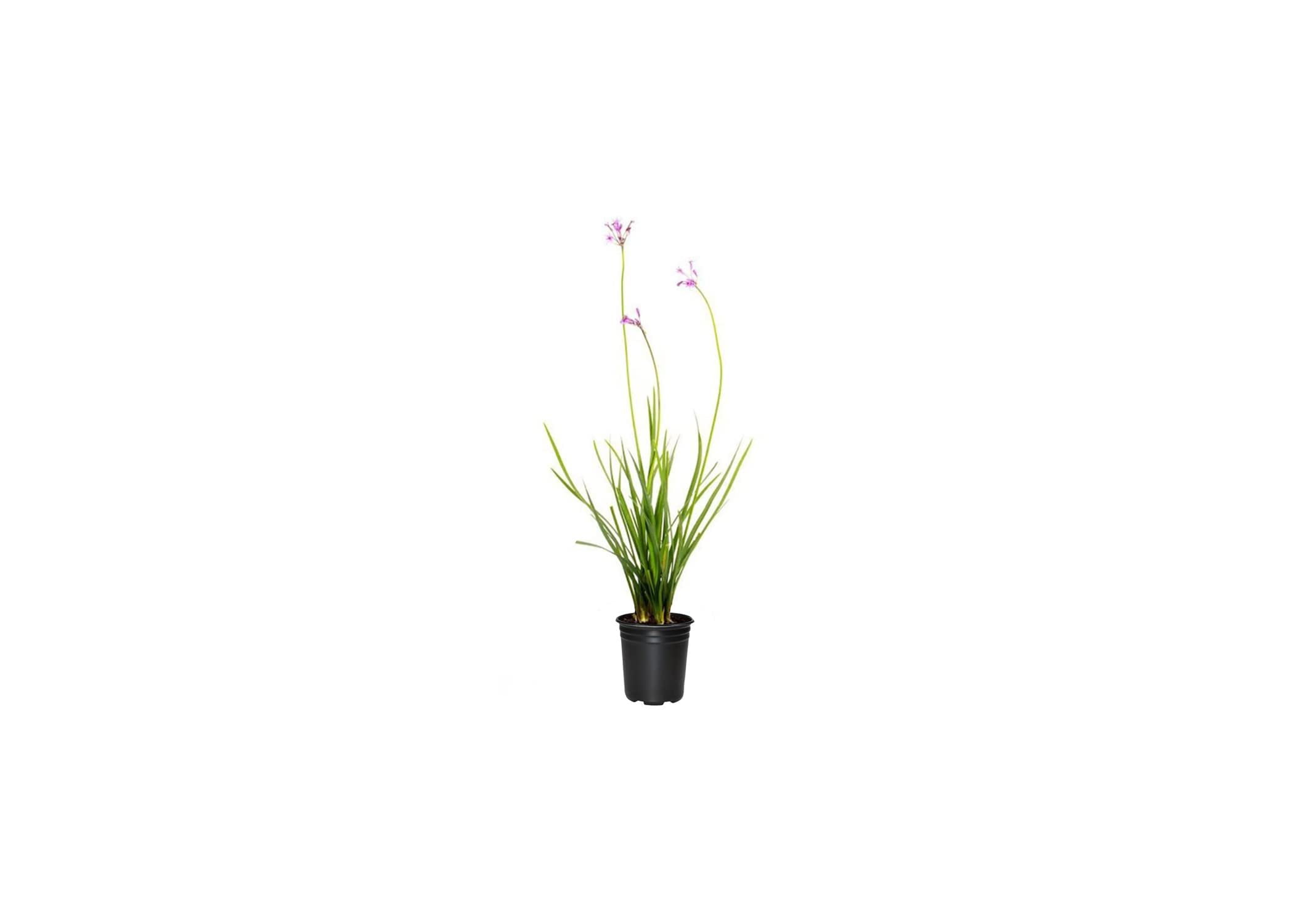 Society Garlic  1 Live Quart Size Pots  Tulbaghia Violacea  Butterfly Attracting Flowering Groundcover Plants