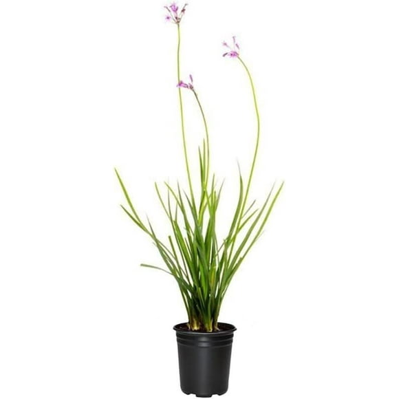 Society Garlic  10 Live Quart Size Plants  Tulbaghia Violacea  Butterfly Attracting Flowering Groundcover