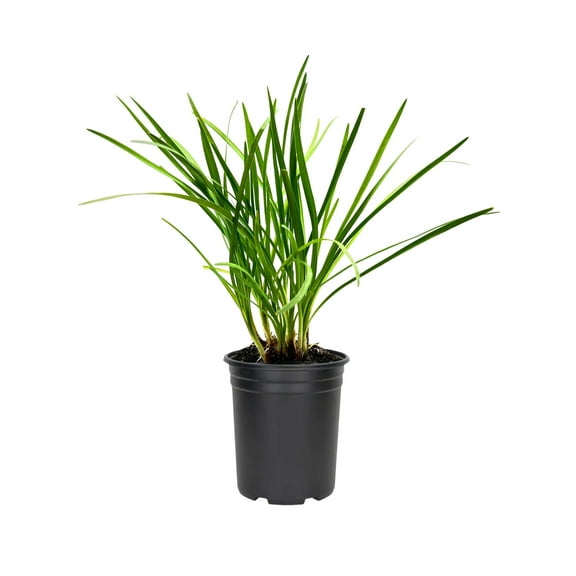 Society Garlic  3 Large Gallon Size Plants I Tulbaghia Violacea I Live Fragrant Purple Blooms & Edible Leaves, Easy-Care, Drought-Resistant Outdoor Herb