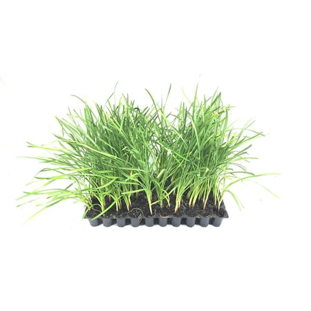 Society Garlic - 40 Live Plants - Tulbaghia Violacea - Butterfly Attracting Flowers