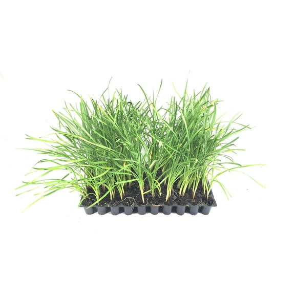 Society Garlic - 40 Live Plants - Tulbaghia Violacea - Butterfly Attracting Flowers