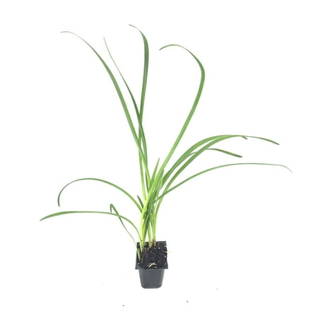 Society Garlic - 60 Live Plants - Tulbaghia Violacea Ground Cover Perennial