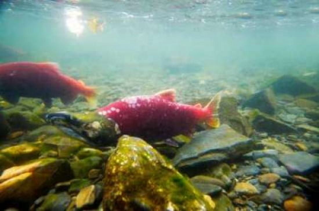 Sockeye Salmon I Canvas Art - Bob Stefko (24 x 36)