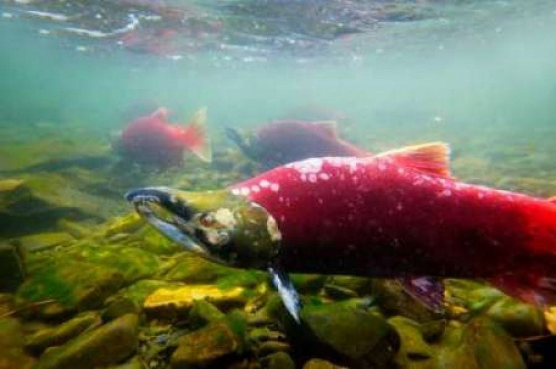 Sockeye Salmon II Canvas Art - Bob Stefko (24 x 36)