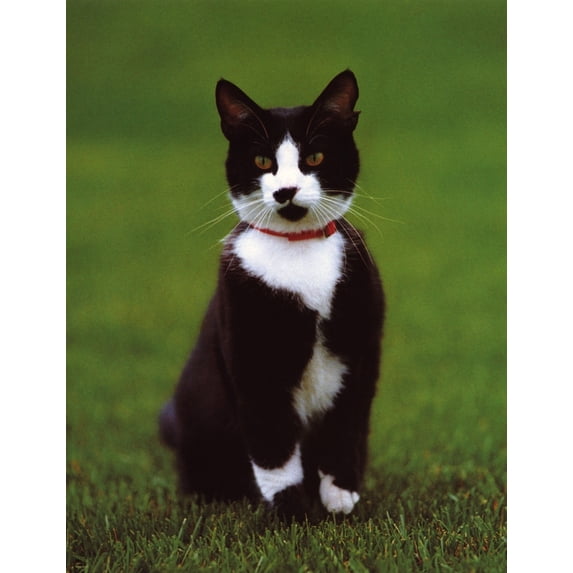 Socks The Cat History (24 x 36)