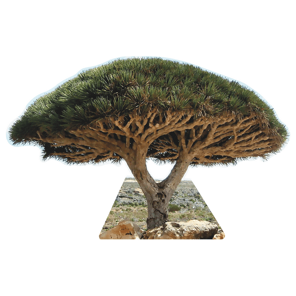 Socotra Dragon Blood Tree Famous Trees Cardboard Cutout Standee Standup