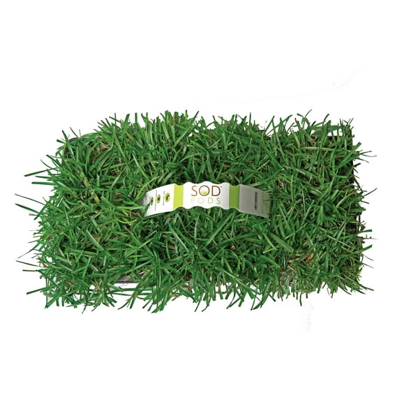 SodPods Centipede Grass Plugs (64 Count) Natural, Affordable Lawn Improvement