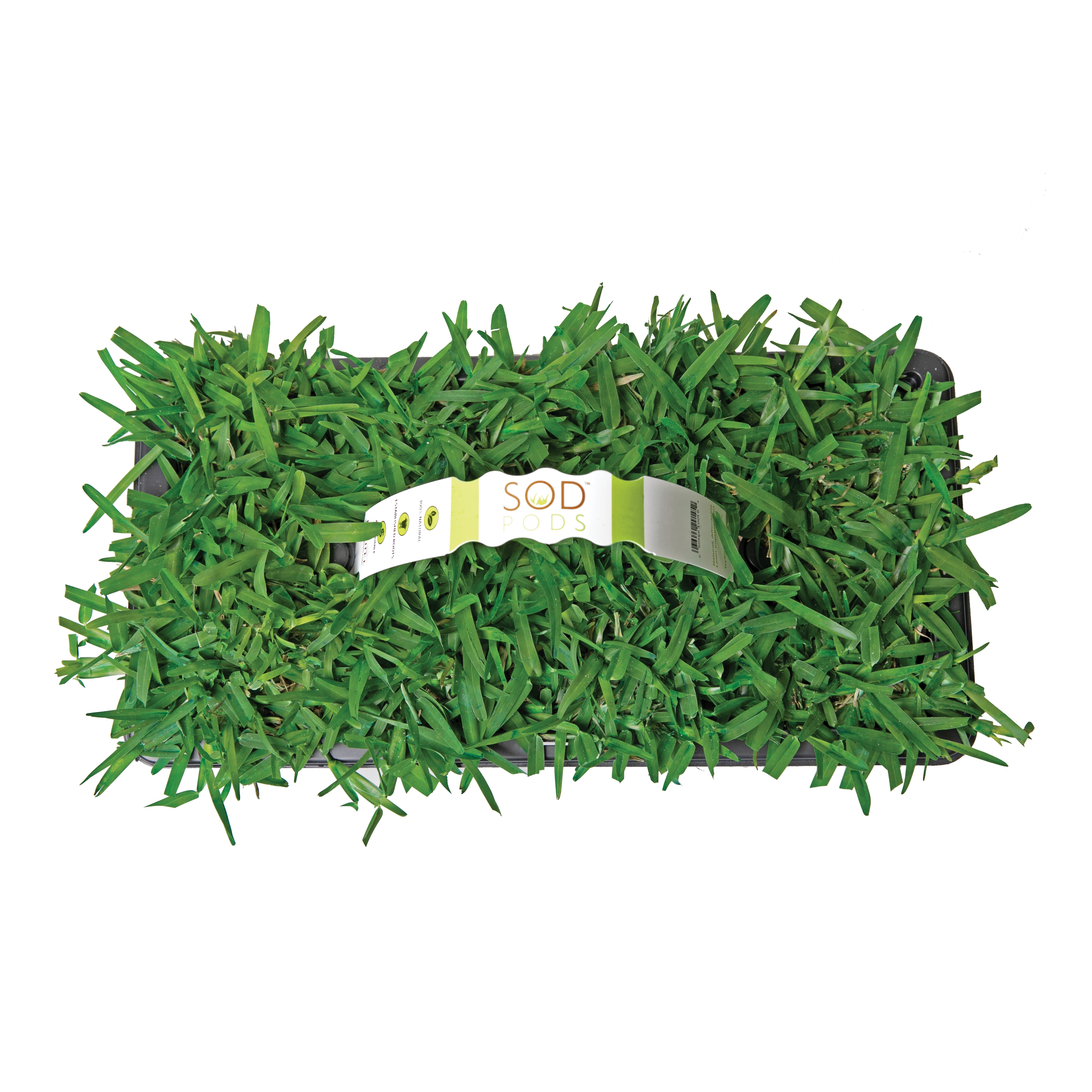 SodPods St Augustine Palmetto Grass Plugs, Lawn Improvement & Grow