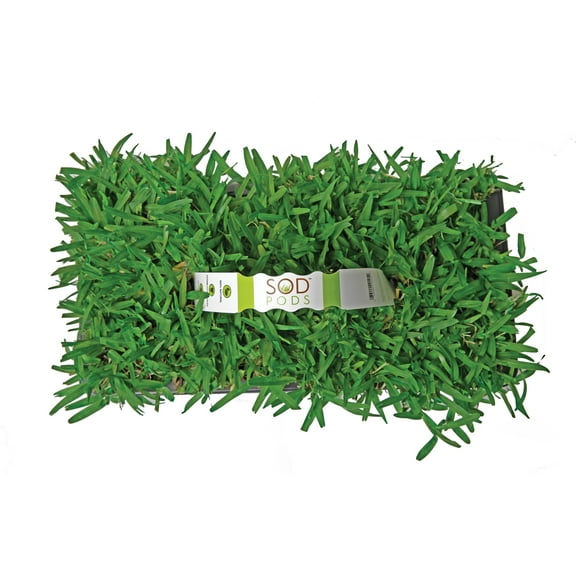 SodPods St Augustine Seville Grass Plugs (64 Count) Natural, Affordable Lawn Improvement