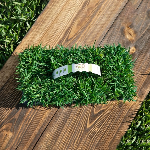 SodPods Zoysia Grass Plugs (16 Count) Natural, Affordable Lawn Improvement